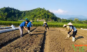 Xuất cấp hạt giống cây trồng hỗ trợ Lào Cai khôi phục sản xuất