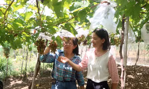 Ninh Thuận đầu tư phát triển nâng cao vị thế, giá trị của cây nho