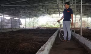 Thoát nghèo nhờ mô hình nuôi giun quế ở Thanh Hóa 