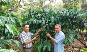 Cựu chiến binh góp phần phát triển kinh tế địa phương