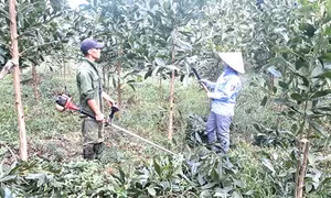 Phát triển kinh tế vùng Trung du và miền núi Bắc Bộ (Bài cuối)