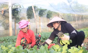 Người dân vùng biên Bình Phước thu nhập ổn định nhờ trồng rau hữu cơ
