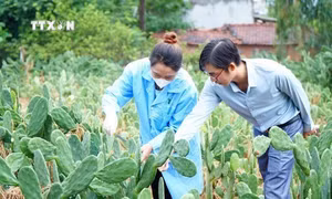 Anh Trần Văn Vũ khởi nghiệp từ cây xương rồng