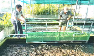 Nhân rộng mô hình nuôi lươn không bùn trong bể xi măng