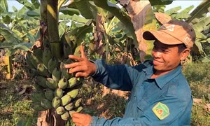 Chăn nuôi kết hợp sản xuất nông nghiệp sạch - mô hình phát triển kinh tế bền vững ở Quảng Nam