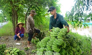 Cà Mau tăng giá trị cho sản phẩm chuối
