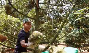 Sầu riêng được mùa, được giá, mang lại hiệu quả cao ở Đắk Lắk