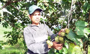 Sinh kế mới tăng thu nhập cho người dân miền núi Quảng Trị 