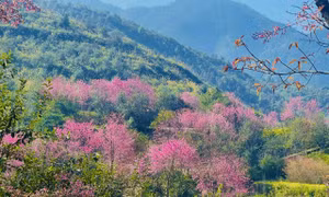 Hoa Tớ dày “say” lòng du khách