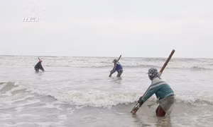 Người dân “miền chân sóng” hào hứng đi cào dắt mùa biển động