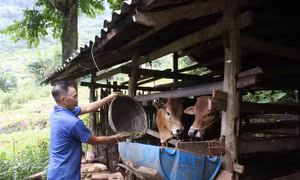 Cao Bằng tạo sinh kế giúp hộ nghèo vươn lên