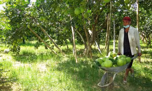 Phát triển thương hiệu đặc sản bưởi cốm