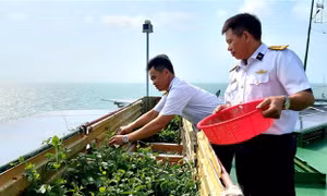 Tăng gia trên nhà giàn giữa biển khơi mênh mông, quanh năm sóng gió