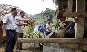 Ông Hương (đứng thứ 2 từ trái sang) cùng cán bộ xã Kim Quan thăm quan mô hình chăn nuôi trâu vỗ béo ở thôn Làng Hản, xã Kim Quan, huyện Yên Sơn. Ảnh: Vũ Quang - TTXVN