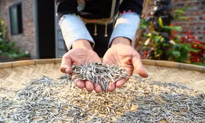 Chè shan tuyết Y Tý - tinh hoa của đại ngàn