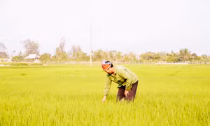 "Hạt ngọc trời" trên cánh đồng Mường Thanh