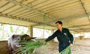 Hội Cựu chiến binh huyện Điện Biên Đông làm theo lời Bác