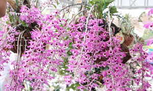 Về Lai Châu ngắm lan rừng khoe sắc
