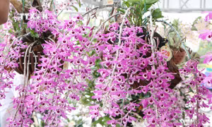 Về Lai Châu ngắm lan rừng khoe sắc