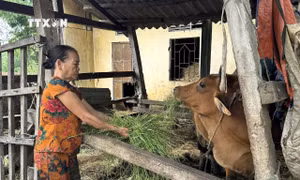 Giúp người dân Quảng Ngãi tiếp cận các chính sách giảm nghèo, vươn lên phát triển