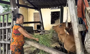 Giúp người dân Quảng Ngãi tiếp cận các chính sách giảm nghèo, vươn lên phát triển