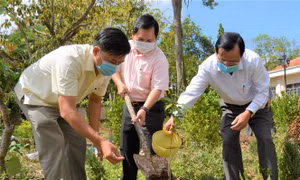 Tạo môi trường xanh - sạch nơi quê hương “cây vú sữa miền Nam” được gửi tặng Bác