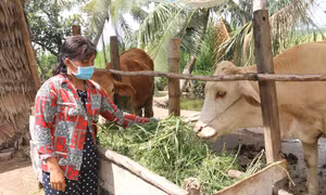 Gia đình chị Sơn Thị Út ở ấp Thanh Trì B, xã Đa Lộc, huyện Châu Thành(Trà Vinh) thoát nghèo nhờ được Nhà nước hỗ trợ vốn vay ưu đãi để xây nhà và hỗ trợ sinh kế. Ảnh: Thanh Hòa - TTXVN