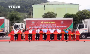 Nâng cao giá trị, định vị thương hiệu mận hậu Sơn La