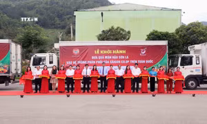 Nâng cao giá trị, định vị thương hiệu mận hậu Sơn La