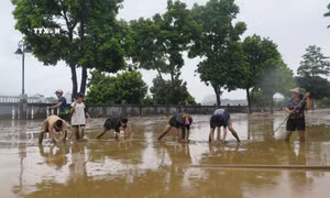 Lào Cai: Còn 251 thôn ở 38 xã bị chia cắt giao thông, khó tiếp cận
