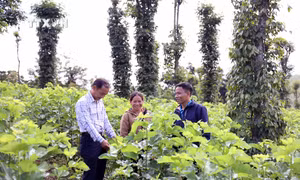 Mô hình mới giúp đồng bào Mạ thoát nghèo
