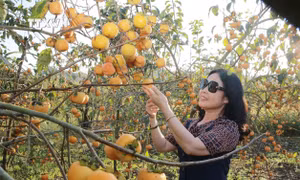 Vẻ đẹp cao nguyên Mộc Châu mùa hồng chín, hoa khoe sắc