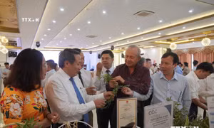 Quảng Trị tăng sản phẩm OCOP có nguồn gốc từ dược liệu