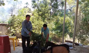 Anh Đinh Văn Kia, nông dân trẻ người Hrê với khát vọng làm giàu