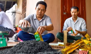 Sản phẩm chè sạch Bình Sơn. Nguồn: baothanhhoa.vn