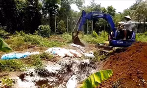 Khẩn trương khống chế 3 ổ dịch tả lợn châu Phi tại Bình Phước