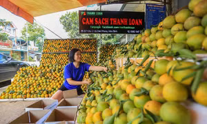 Hòa Bình giữ vững thương hiệu cam Cao Phong 