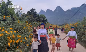 Hà Giang: Khai mạc Lễ hội hoa Dã quỳ lần thứ 2 “Phong Quang bừng sáng miền cực Bắc”
