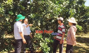 Bưởi da xanh “bén duyên” trên đất vùng biên Bù Đốp