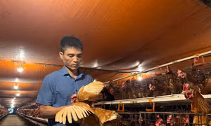 Anh Nguyễn Văn Minh thu 400 triệu đồng/năm từ mô hình gà đẻ trứng an toàn