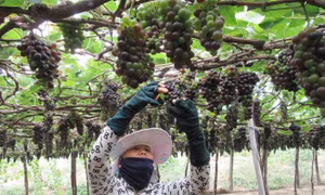 Ứng dụng công nghệ cao vào sản xuất và chế biến nho