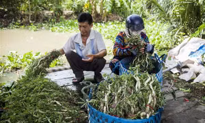 Hiệu quả kinh tế từ mô hình trồng rau nhút 