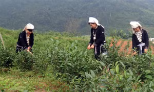 Tạo bước đột phá, đưa Na Hang đổi mới, phát triển bền vững