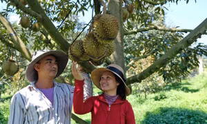 Khánh Sơn - Miền cây trái ngọt