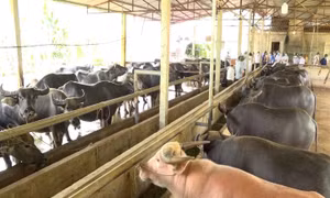 Cơ hội mới từ chăn nuôi đại gia súc