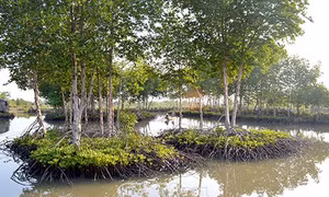 Phát triển nuôi tôm dưới tán rừng ở Cà Mau