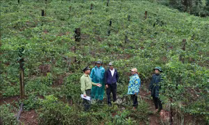 Gia Lai linh động nhiều biện pháp giữ rừng