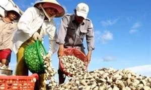 Nghêu biển Trà Vinh được mùa, được giá