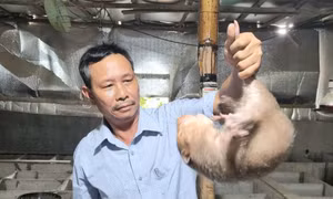 Ông Lê Trọng Lệ thu nhập 1 tỷ đồng/năm từ nuôi dúi