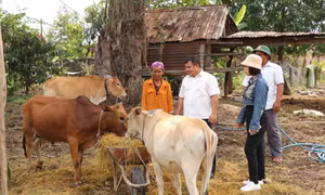 Đắk Lắk thực hiện nhiều giải pháp giảm nghèo bền vững